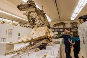 Cetacean remains at the Burke Museum.